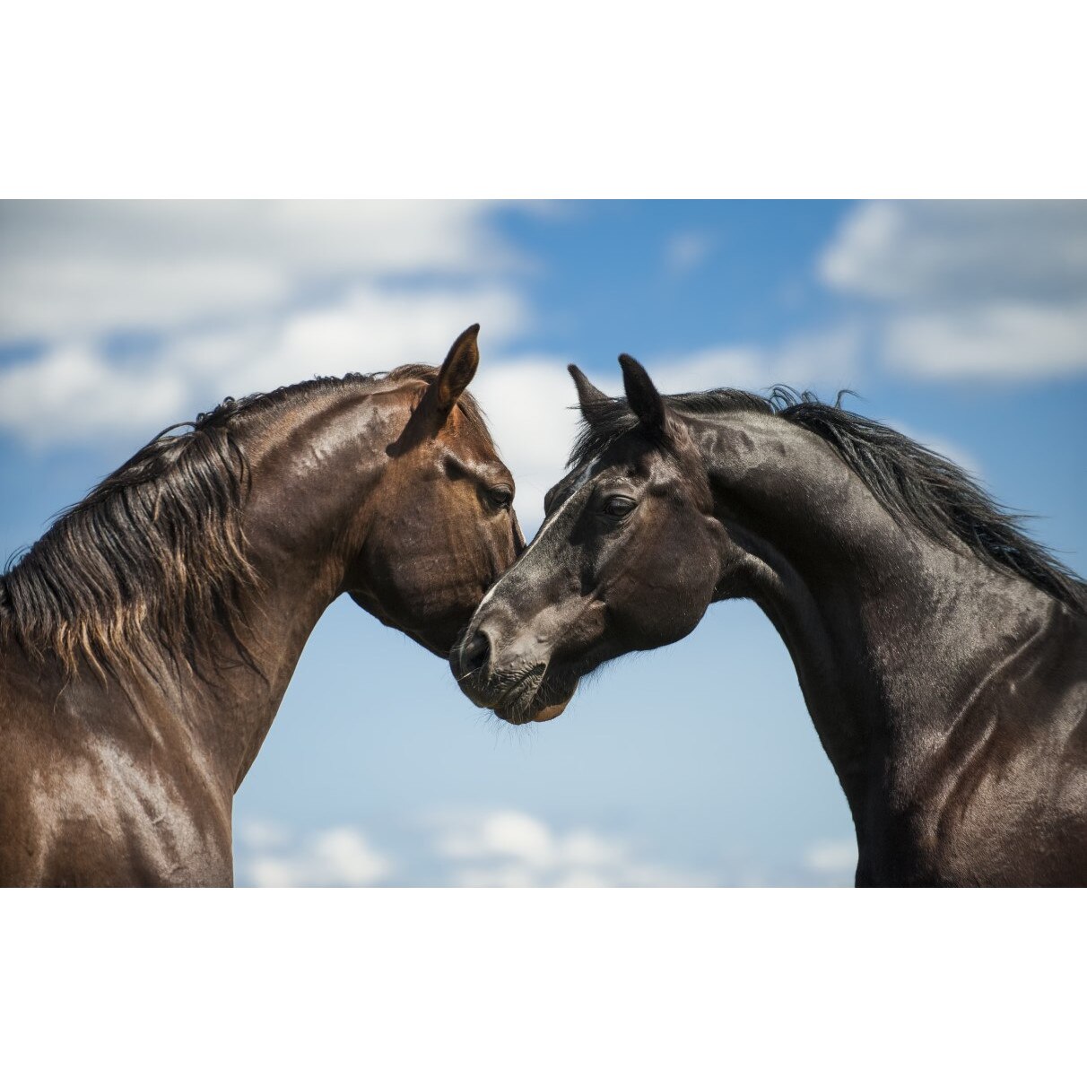 Tablou canvas Animal62, 75 x 50 cm