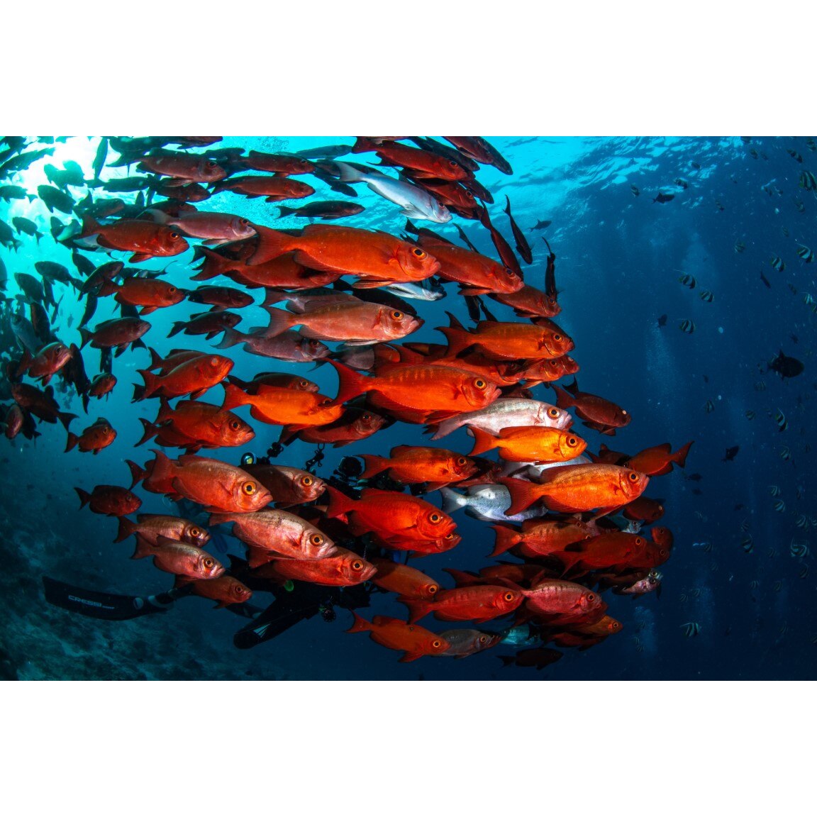 Tablou canvas Animal30, 45 x 30 cm