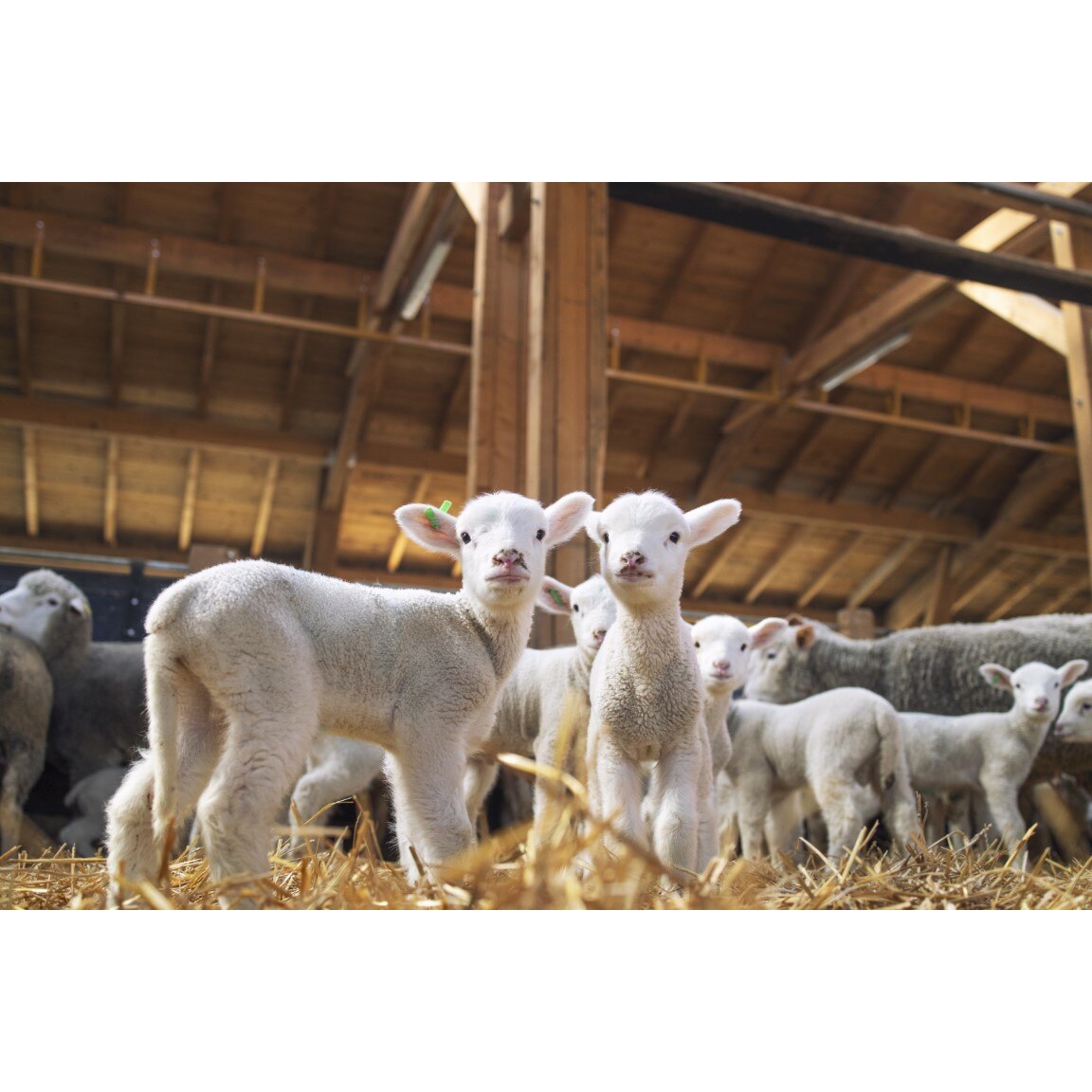 Tablou canvas Animal50, 75 x 50 cm