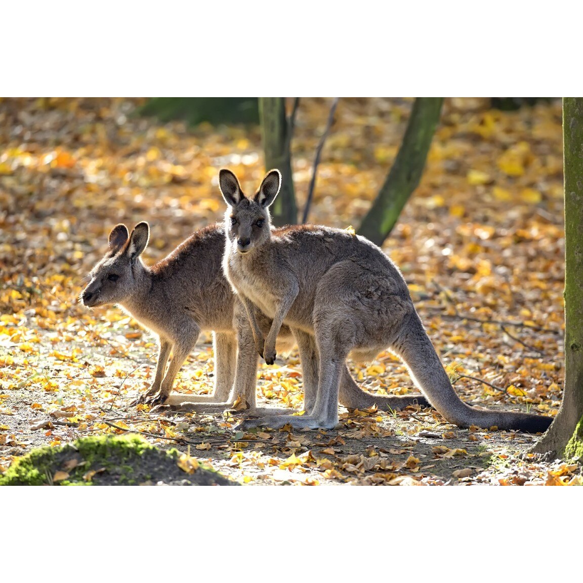 Tablou canvas Animal45, 75 x 50 cm