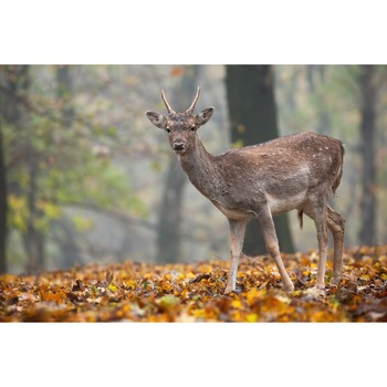 Tablou canvas Animal66, 90 x 60 cm Tablou canvas Animal66, 90 x 60 cm