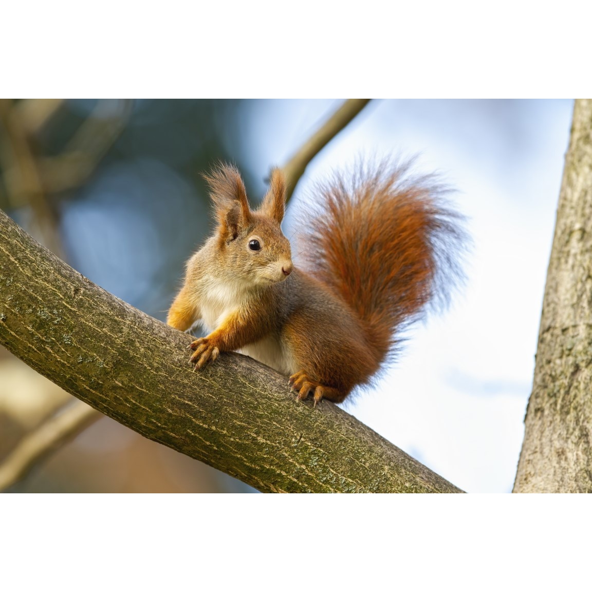 Tablou canvas Animal42, 75 x 50 cm