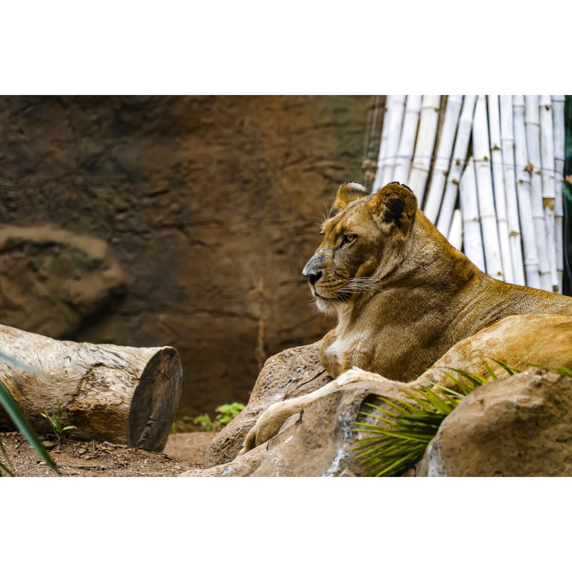 Tablou canvas Animal38, 45 x 30 cm