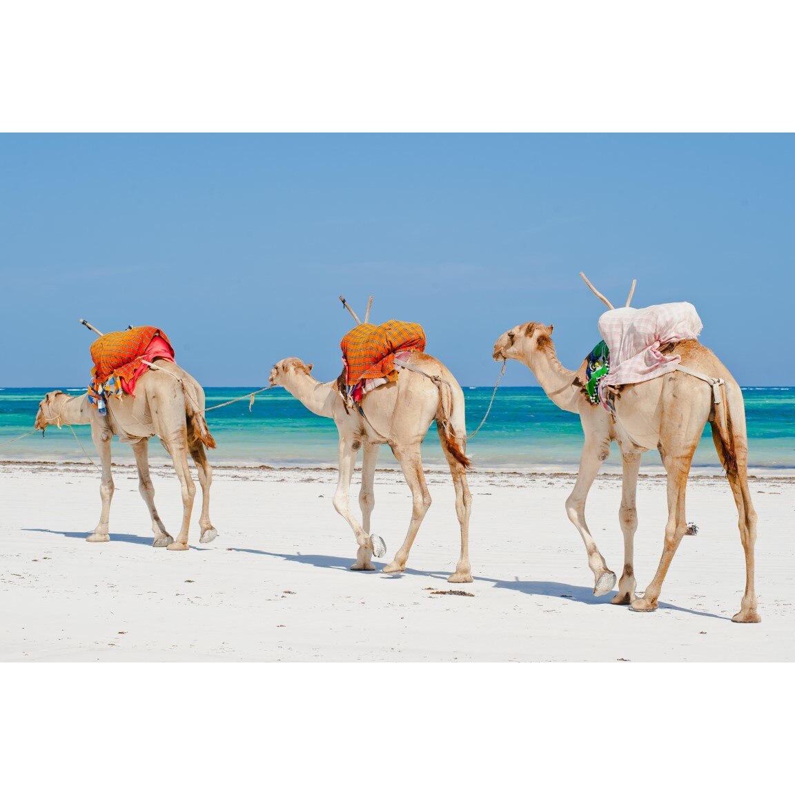 Tablou canvas Animal35, 75 x 50 cm