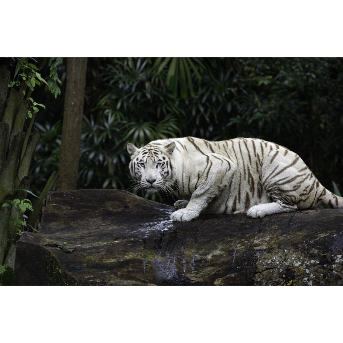 Tablou canvas Animal65, 75 x 50 cm