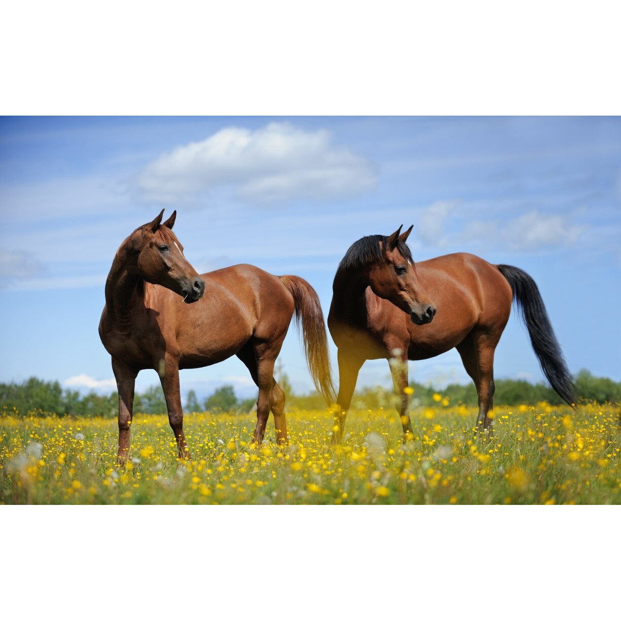 Tablou canvas Animal63, 75 x 50 cm