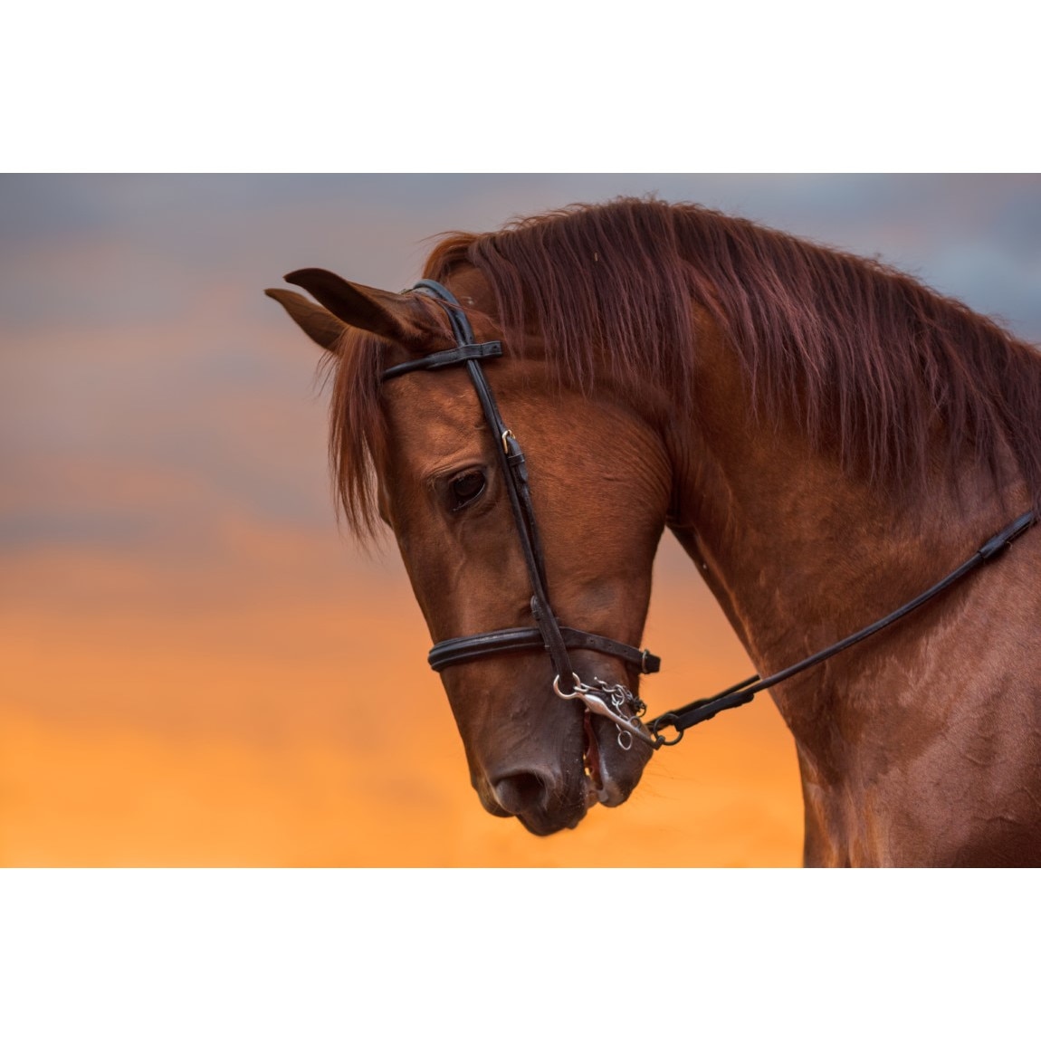 Tablou canvas Animal47, 75 x 50 cm