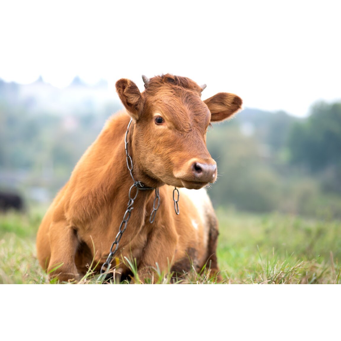 Tablou canvas Animal34, 45 x 30 cm