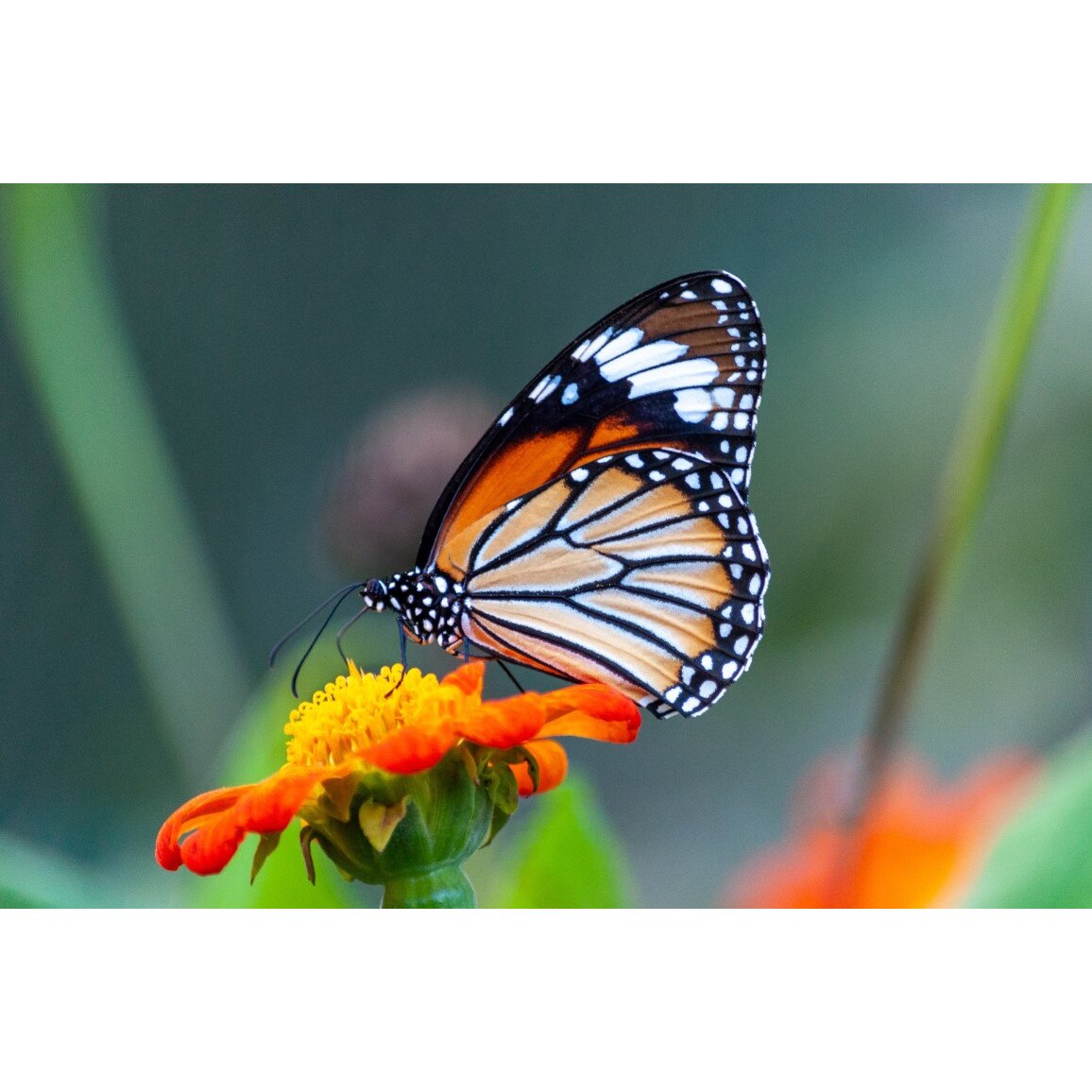 Tablou canvas Animal39, 45 x 30 cm