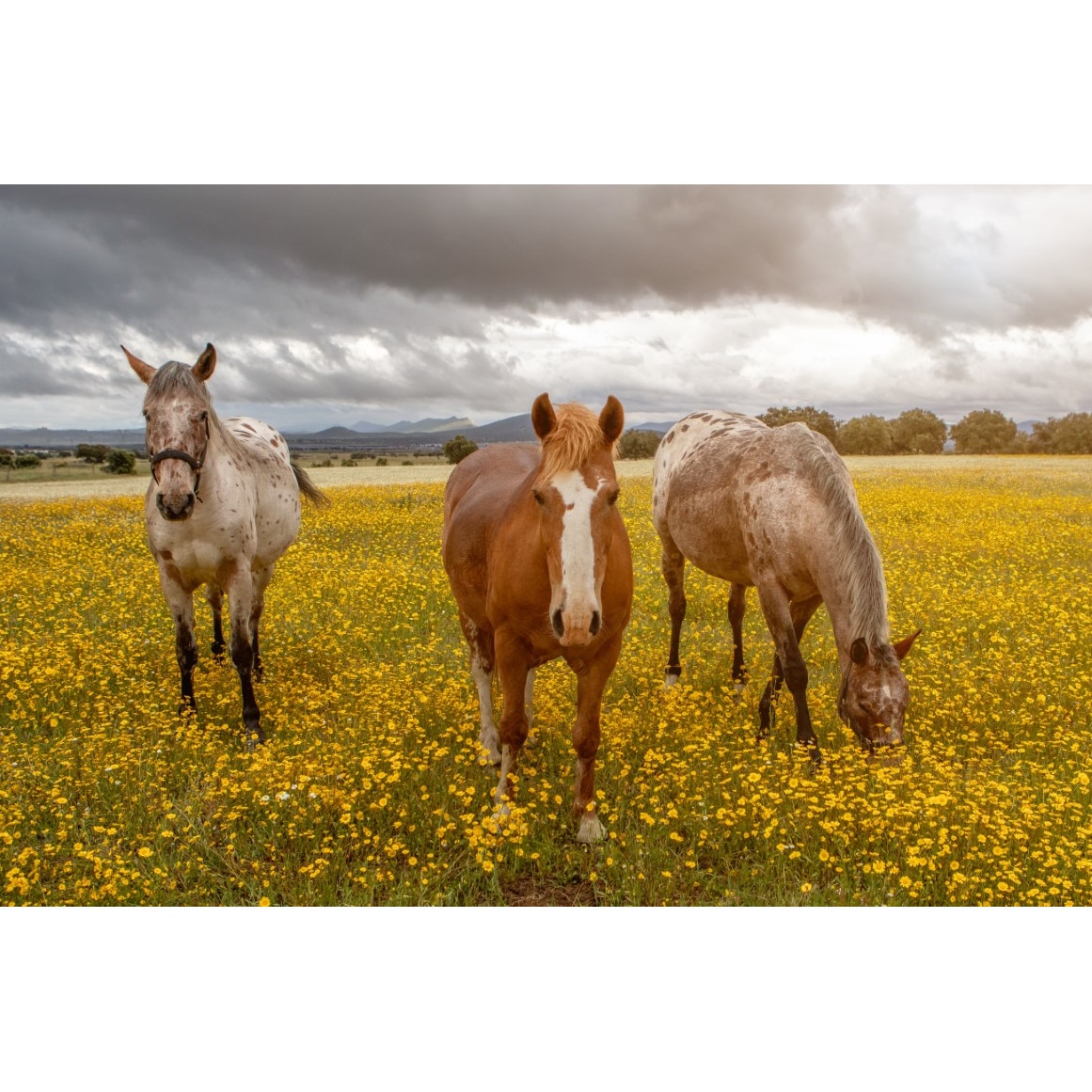 Tablou canvas Animal60, 75 x 50 cm