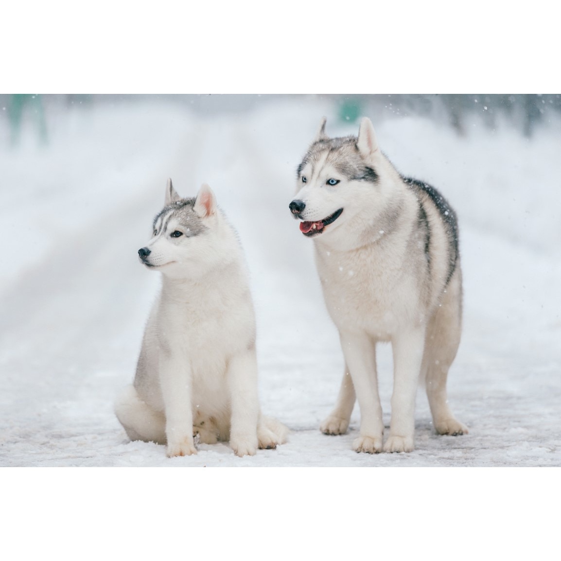 Tablou canvas Caini23, 75 x 50 cm