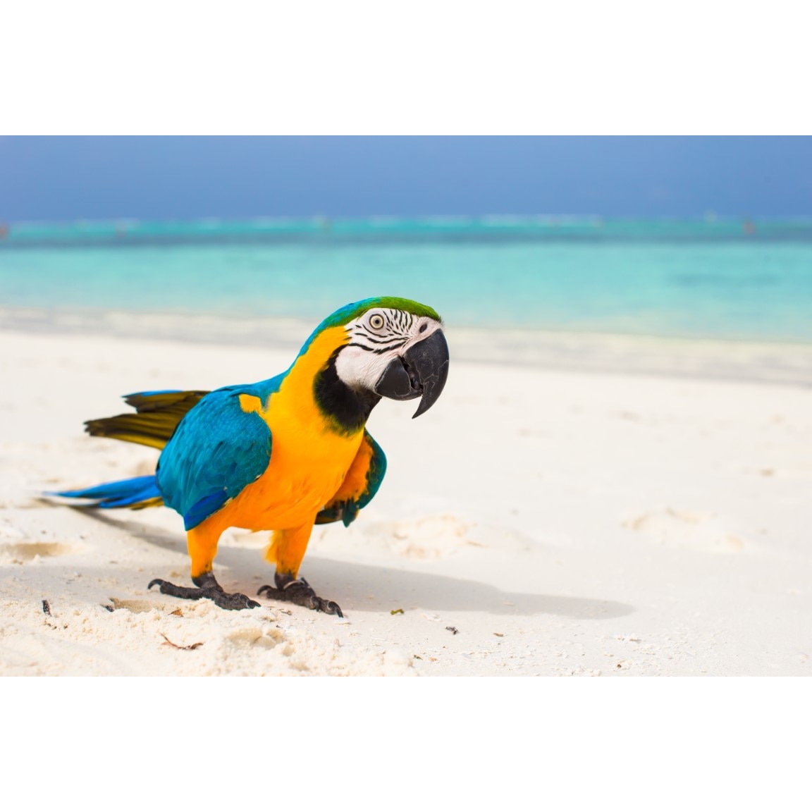 Tablou canvas Pasari12, 75 x 50 cm