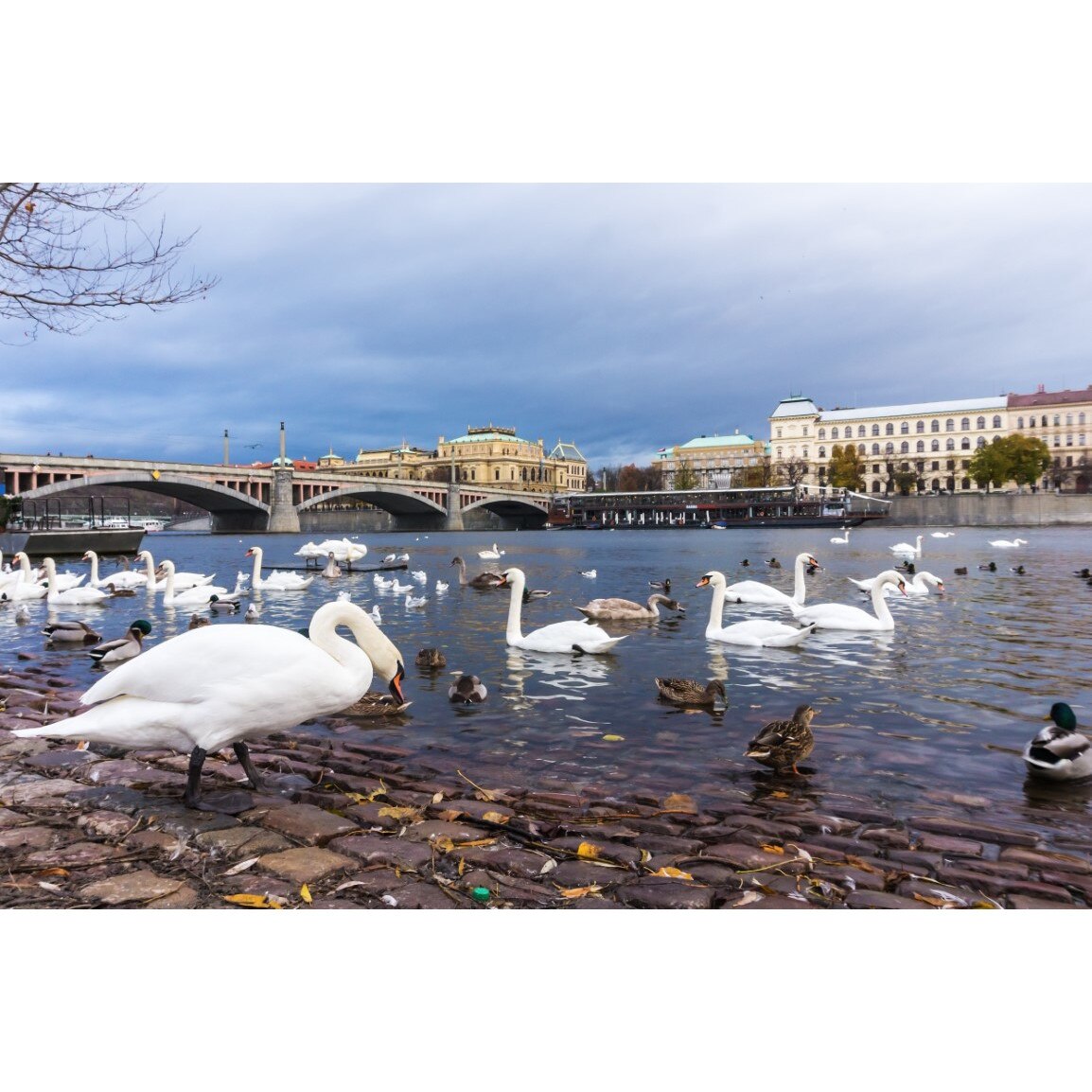 Tablou canvas Pasari16, 75 x 50 cm