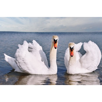 Fototapet de perete autoadeziv si lavabil Pasari17 Lebede pe lac, 270 x 200 cm Fototapet de perete autoadeziv si lavabil Pasari17 Lebede pe lac, 270 x 200 cm