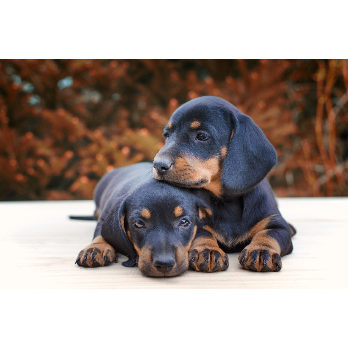 Tablou canvas Caini21, 75 x 50 cm