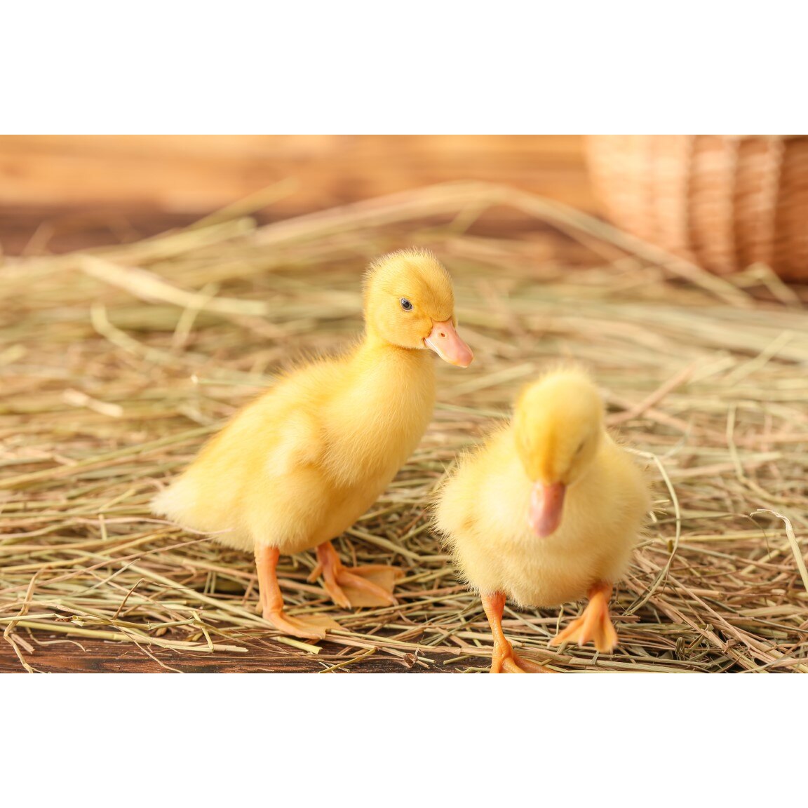 Tablou canvas Pasari13, 75 x 50 cm