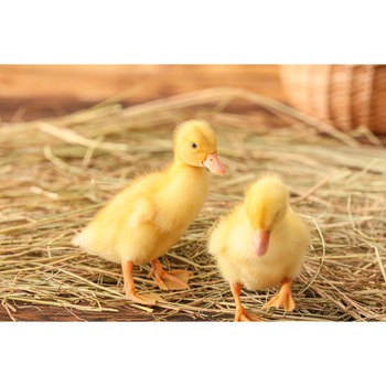 Tablou canvas Pasari13, 75 x 50 cm Tablou canvas Pasari13, 75 x 50 cm