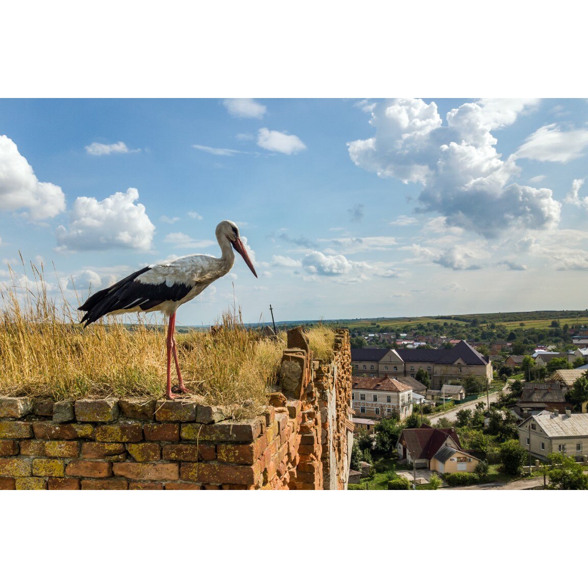 Tablou canvas Pasari20, 75 x 50 cm