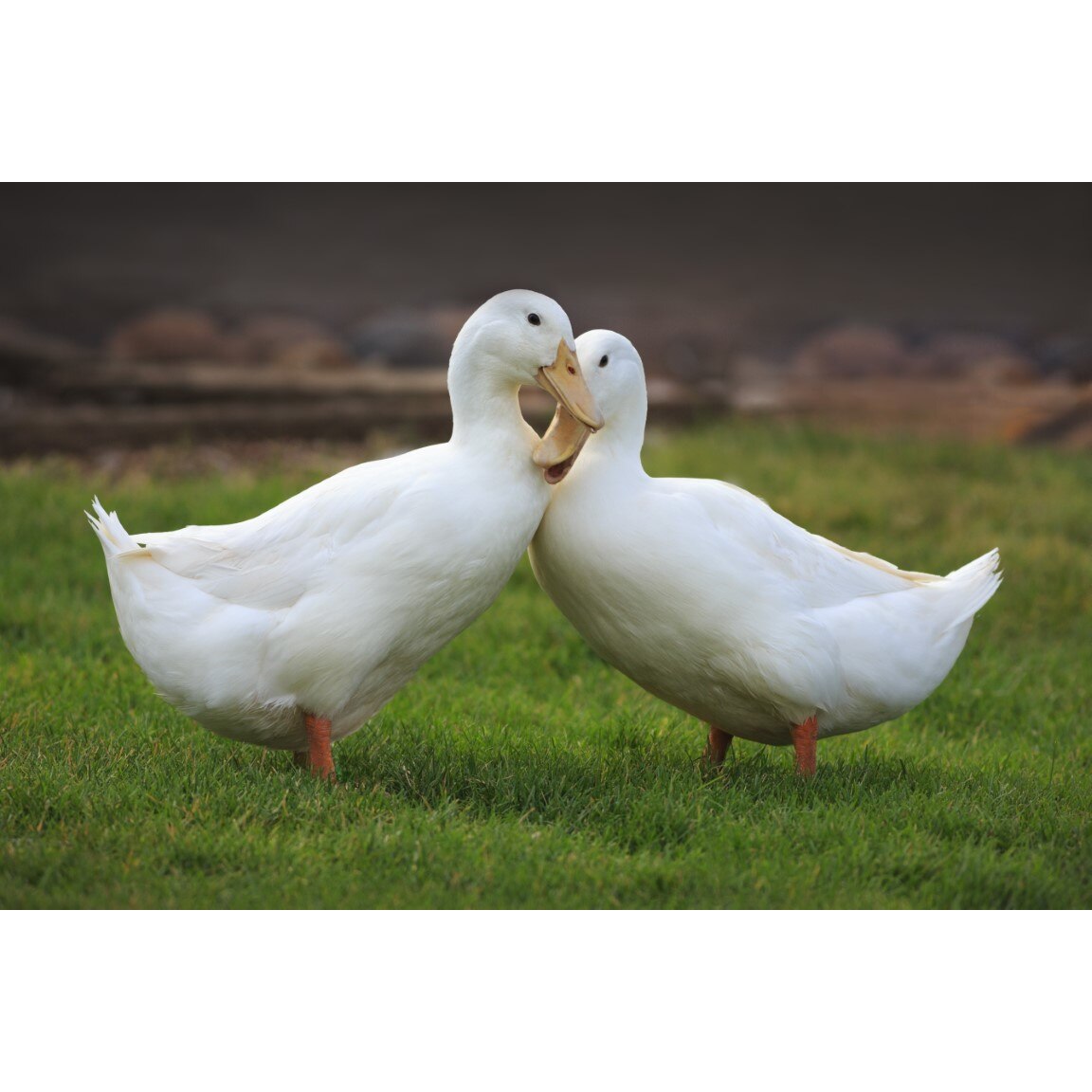 Tablou canvas Pasari21, 60 x 40 cm