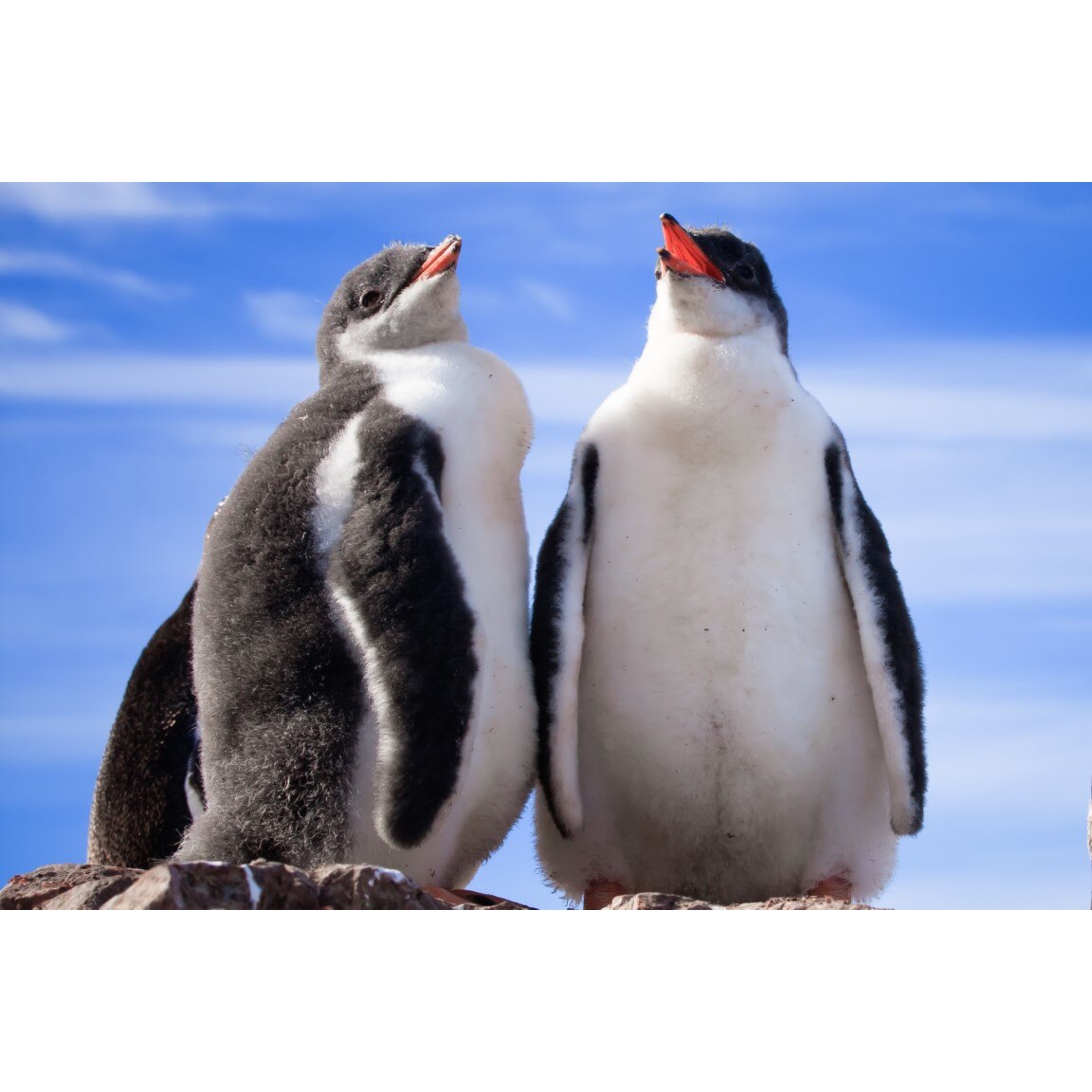 Tablou canvas Pasari19, 60 x 40 cm