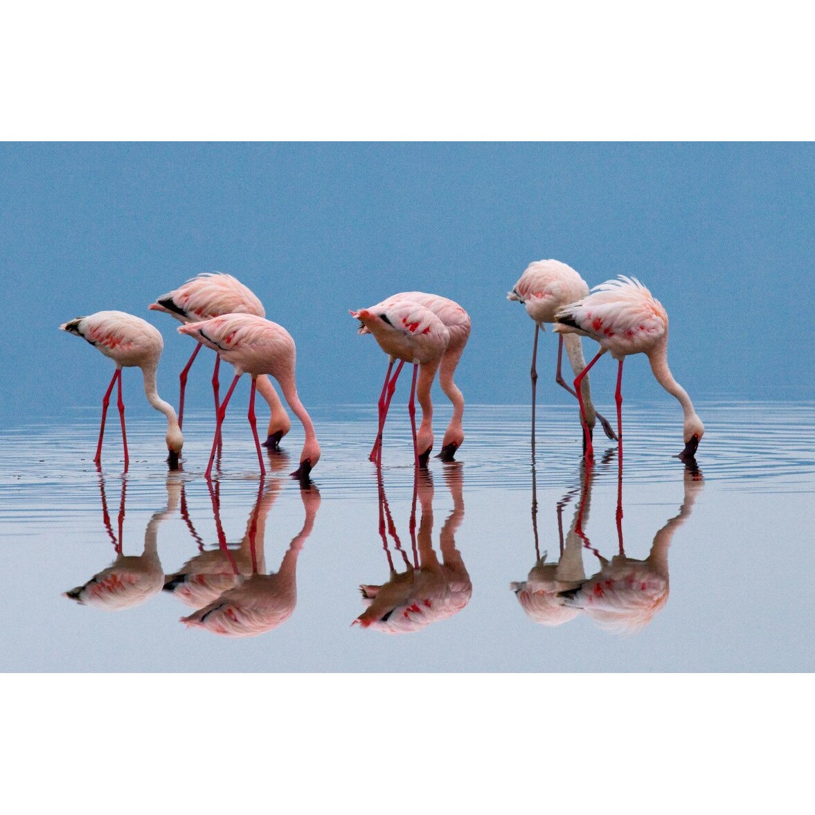 Tablou canvas Pasari14, 60 x 40 cm