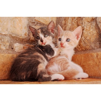 Fototapet de perete autoadeziv si lavabil Pisica17 Doua ghemotoace, 220 x 135 cm Fototapet de perete autoadeziv si lavabil Pisica17 Doua ghemotoace, 220 x 135 cm