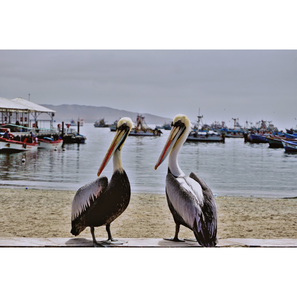 Tablou canvas Pasari22, 45 x 30 cm