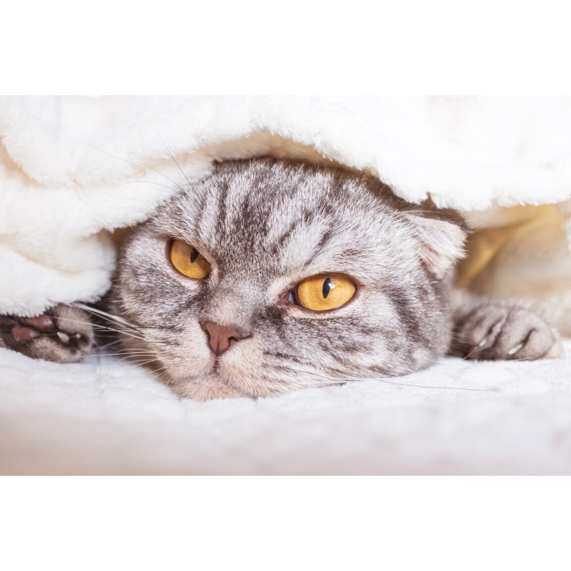 Tablou canvas Pisica19, 60 x 40 cm