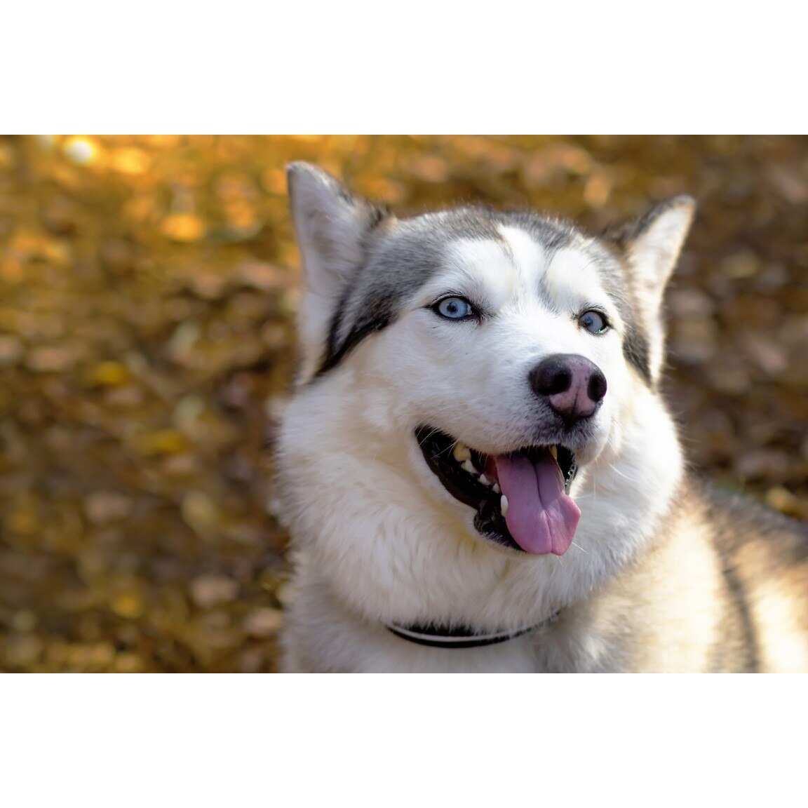 Tablou canvas Caini22, 75 x 50 cm