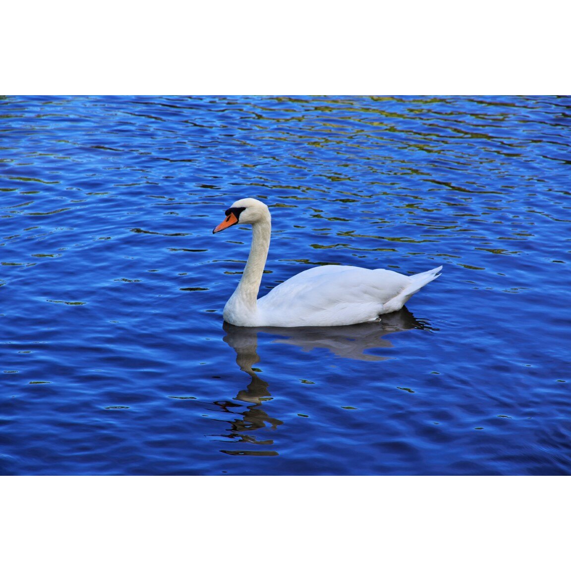 Tablou canvas Pasari15, 45 x 30 cm