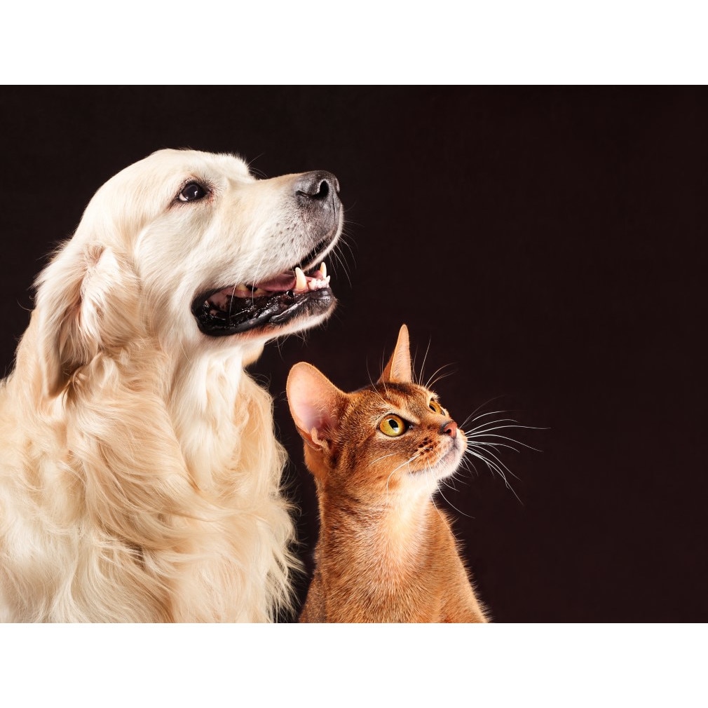 Tablou canvas Caini18, 75 x 50 cm