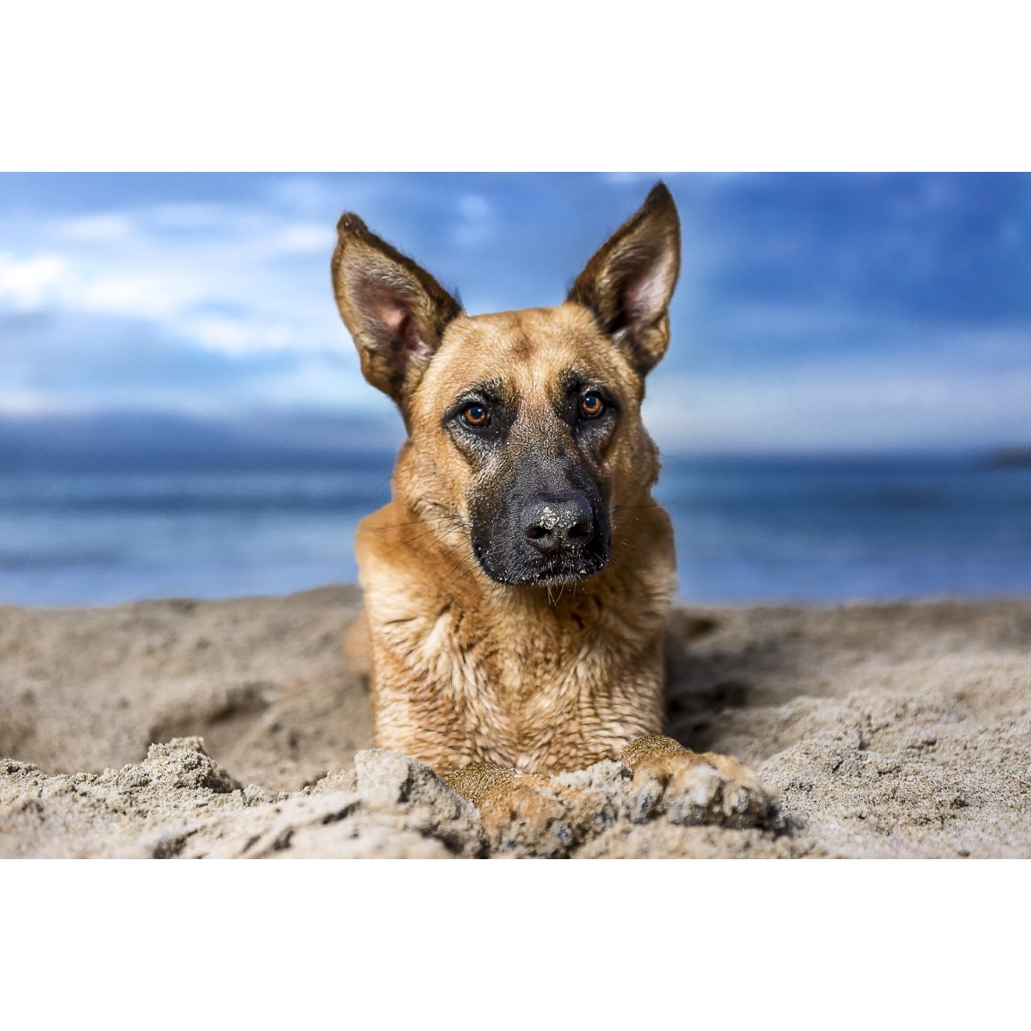 Tablou canvas Caini20, 75 x 50 cm