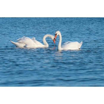 Tablou canvas Pasari11, 60 x 40 cm Tablou canvas Pasari11, 60 x 40 cm