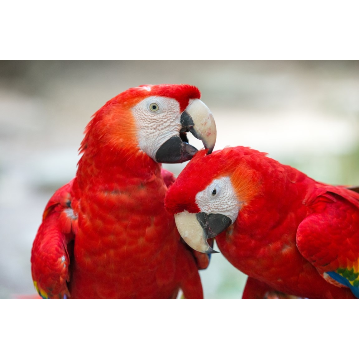 Tablou canvas Pasari23, 60 x 40 cm