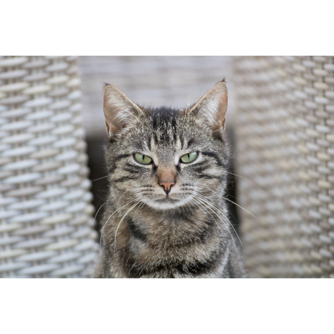 Tablou canvas Pisica20, 75 x 50 cm