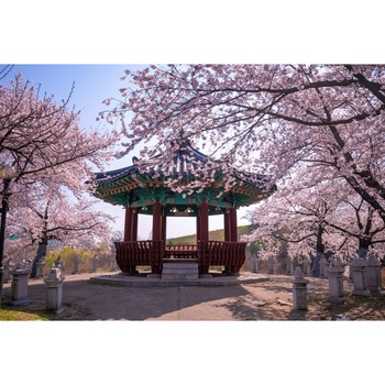 Fototapet de perete autoadeziv si lavabil Flori170 Foisor cu ciresi infloriti, 220 x 135 cm Fototapet de perete autoadeziv si lavabil Flori170 Foisor cu ciresi infloriti, 220 x 135 cm