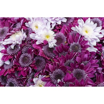 Tablou canvas Flori157, 45 x 30 cm Tablou canvas Flori157, 45 x 30 cm