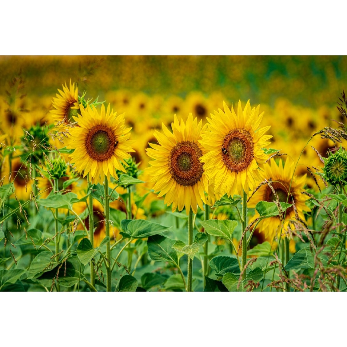 Tablou canvas Flori148, 75 x 50 cm