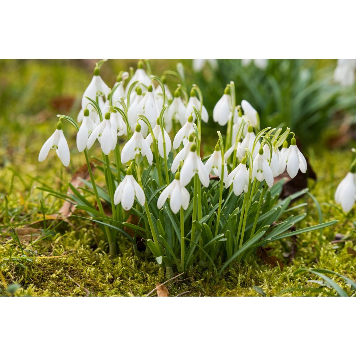 Tablou canvas Flori165, 75 x 50 cm