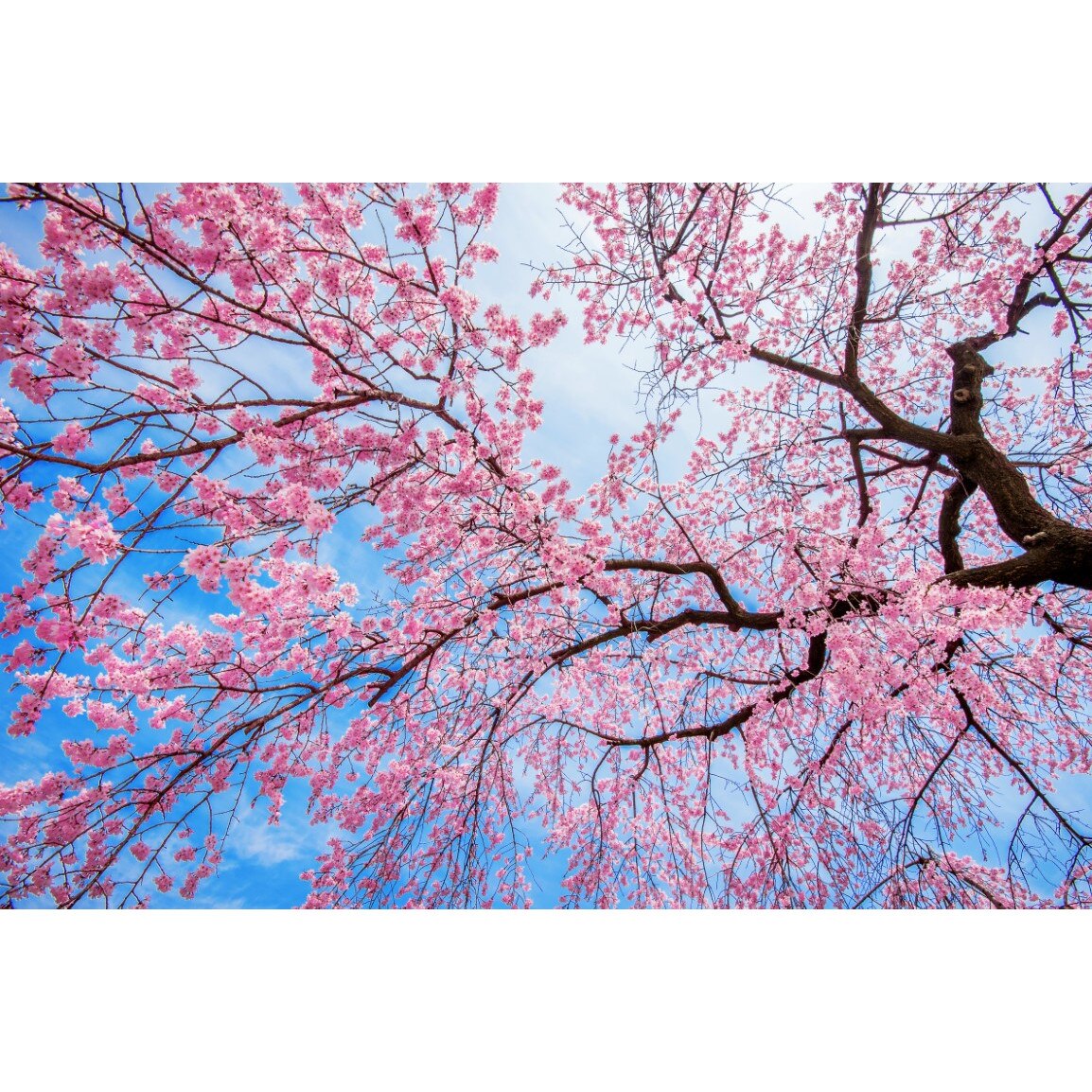 Tablou canvas Flori155, 60 x 40 cm