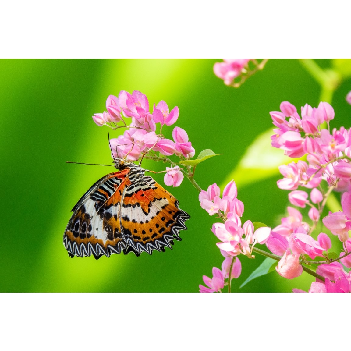 Tablou canvas Flori169, 60 x 90 cm