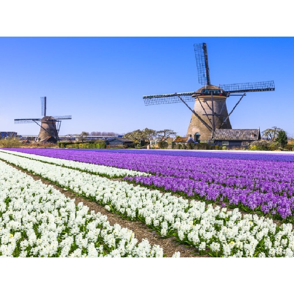 Tablou canvas Flori166, 75 x 50 cm