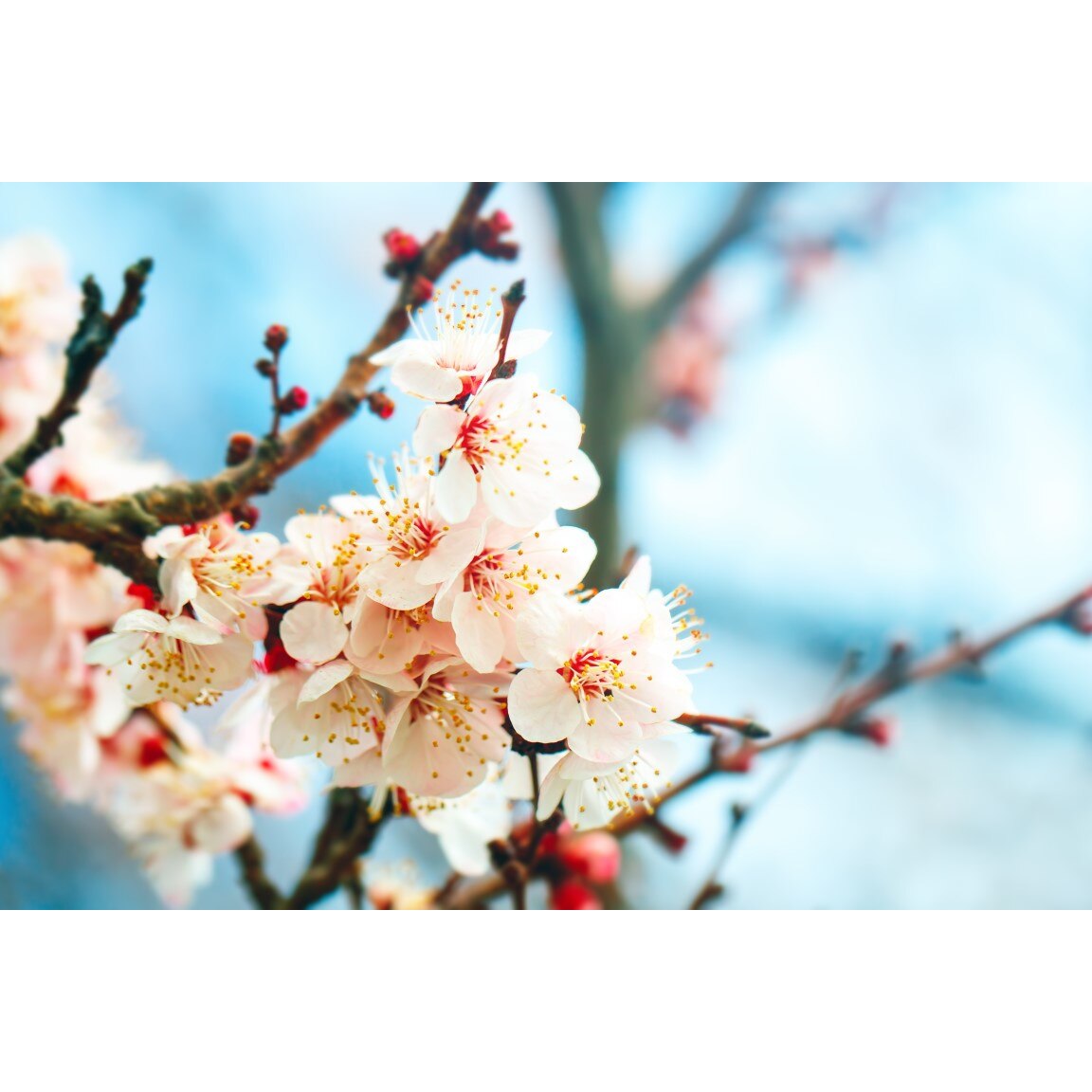 Tablou canvas Flori145, 45 x 30 cm