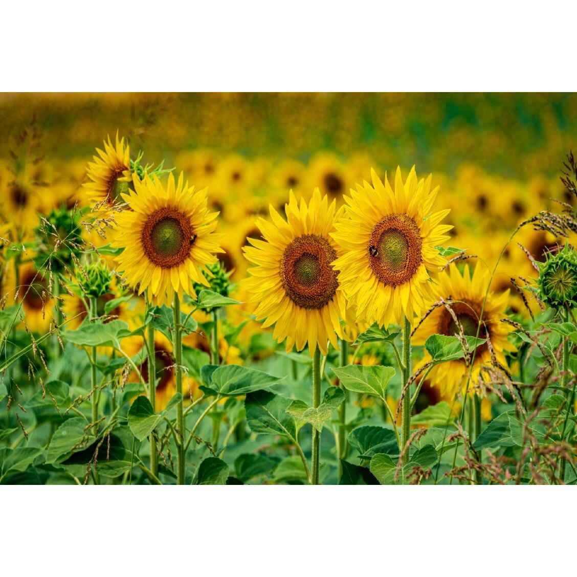 Tablou canvas Flori148, 60 x 40 cm