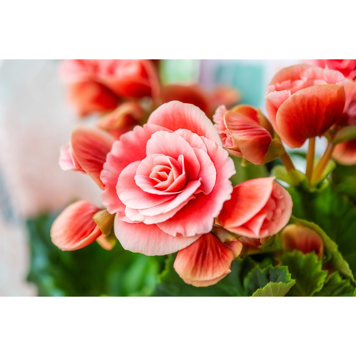 Tablou canvas Flori159, 75 x 50 cm