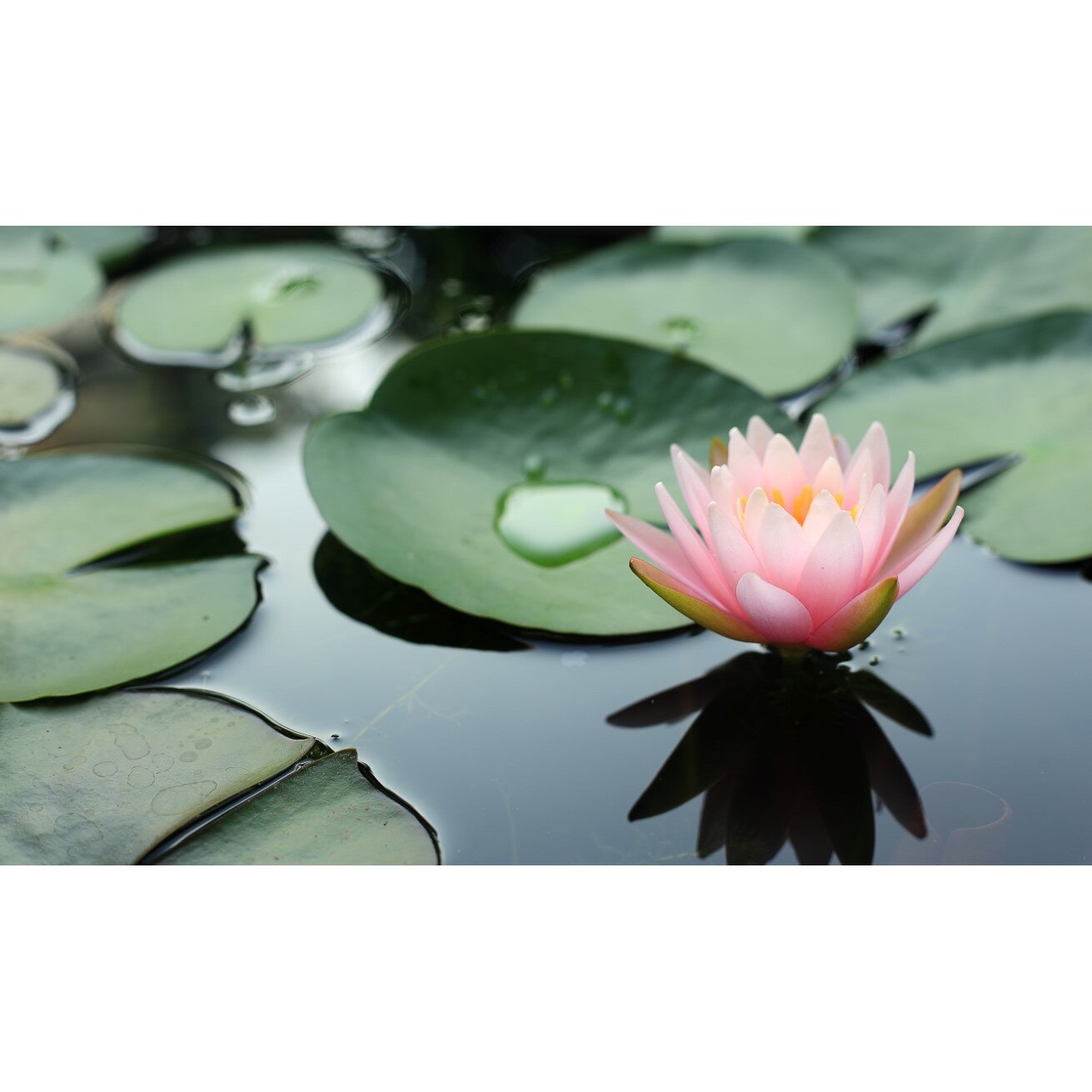 Tablou canvas Flori146, 75 x 50 cm