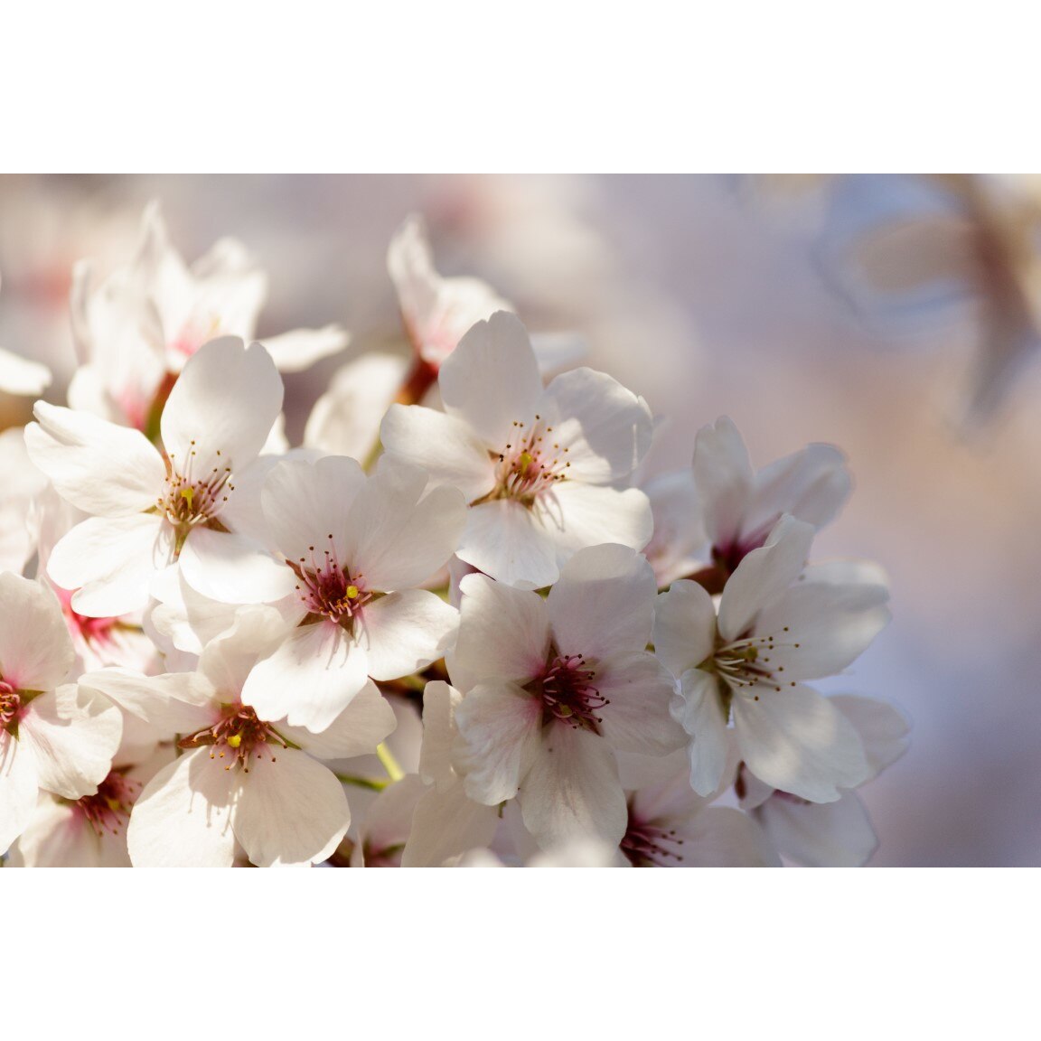 Tablou canvas Flori151, 75 x 50 cm