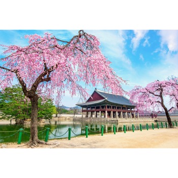 Fototapet de perete autoadeziv si lavabil Natura164 Palat korean cu ciresi infloriti, 270 x 200 cm Fototapet de perete autoadeziv si lavabil Natura164 Palat korean cu ciresi infloriti, 270 x 200 cm