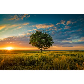 Fototapet de perete autoadeziv si lavabil Natura179 Pom in lan de grau, 270 x 200 cm Fototapet de perete autoadeziv si lavabil Natura179 Pom in lan de grau, 270 x 200 cm