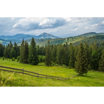 Fototapet de perete autoadeziv si lavabil Natura155 Pajiste si brazi, 270 x 200 cm Fototapet de perete autoadeziv si lavabil Natura155 Pajiste si brazi, 270 x 200 cm